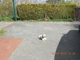 Gismo - Kolski 2014.JPG