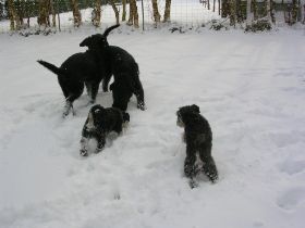 Emmerich - Winter - Schnauzer.JPG