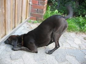 Pit - weiler 2010.JPG