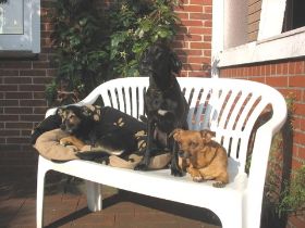 Pit, Rina, Luzi - Weiler 2010.JPG